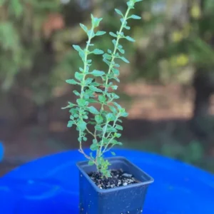 Teucrium Chamaedrys Germander Live Plant - 3.25
