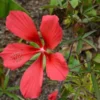 Texas Star Hibiscus Coccineus Scarlet Rosemallow Shrub - Gallon Pot