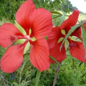 Texas Star Hibiscus Coccineus Scarlet Rosemallow Shrub - Gallon Pot