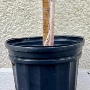 Texas Star Hibiscus Coccineus Scarlet Rosemallow Shrub - Gallon Pot