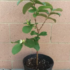 Thai Guavas Tropical Fruit Trees - Apple Green Skin - Mildly Sweet - Fast Growing Fruit Tree