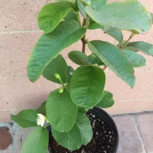 Thai Guavas Tropical Fruit Trees - Apple Green Skin - Mildly Sweet - Fast Growing Fruit Tree