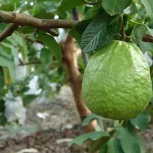 Thai Guavas Tropical Fruit Trees - Apple Green Skin - Mildly Sweet - Fast Growing Fruit Tree