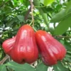 Thai Wax Jambu Red Rocket Fruit Tree - Exotic Wax Apple Tree Sapling