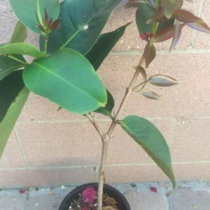 Thai Wax Jambu Red Rocket Fruit Tree - Exotic Wax Apple Tree Sapling