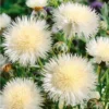 The Bride Centaurea Imperialis Sweet Sultan Live Plant - Well-Rooted Plug Ready to Plant