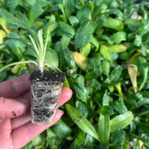 The Bride Centaurea Imperialis Sweet Sultan Live Plant - Well-Rooted Plug Ready to Plant