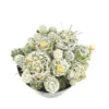 Thimble Cactus Cluster Mammillaria Gracilis Fragilis Succulent 2.5" Pot - Easy Grow Landscaping