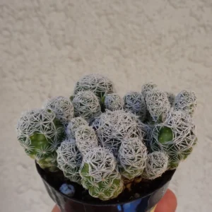 Thimble Cactus Cluster Mammillaria Gracilis Fragilis Succulent 2.5" Pot - Easy Grow Landscaping