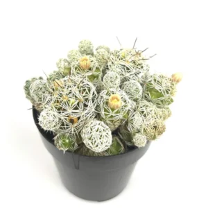 Thimble Cactus Cluster Mammillaria Gracilis Fragilis Succulent 2.5