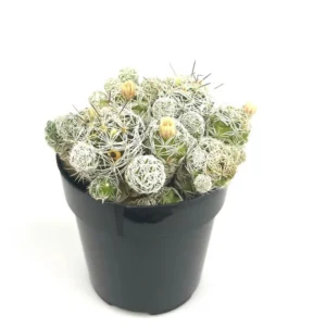 Thimble Cactus Cluster Mammillaria Gracilis Fragilis Succulent 2.5