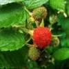 Thimbleberry Plants Bare Roots - Rubus Parviflorus Plant - Bare Root Starter
