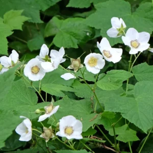 Thimbleberry Plants Bare Roots - Rubus Parviflorus Plant - Bare Root Starter