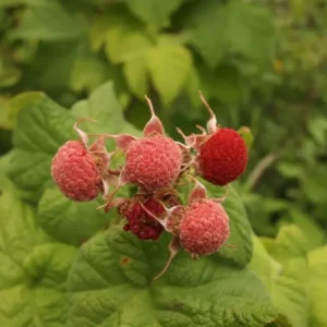 Thimbleberry Plants Bare Roots - Rubus Parviflorus Plant - Bare Root Starter