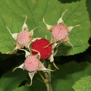Thimbleberry Plants Bare Roots - Rubus Parviflorus Plant - Bare Root Starter