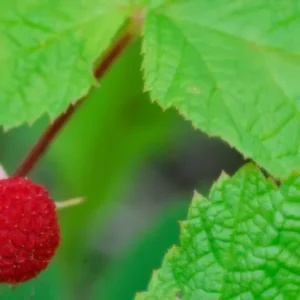 Thimbleberry Plants Bare Roots - Rubus Parviflorus Plant - Bare Root Starter