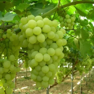 Thompson Seedless Grape Vine - Live Plant Cutting - Green Foliage - Fast Growing - Edible Fruits