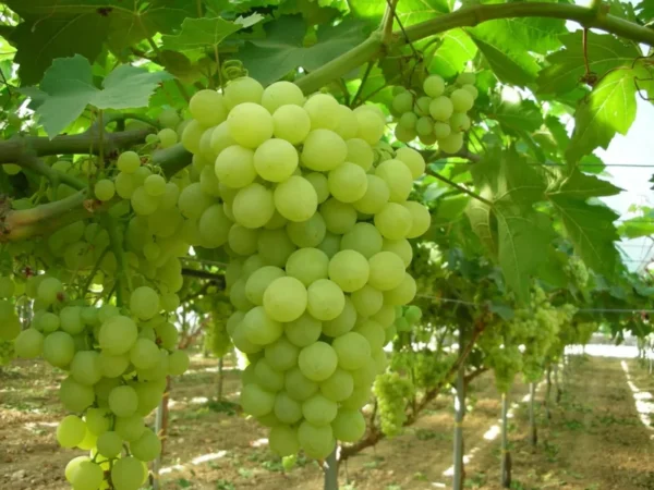 Thompson Seedless Grape Vine - Live Plant Cutting - Green Foliage - Fast Growing - Edible Fruits
