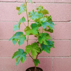 Thompson Seedless Grape Vine - Live Plant Cutting - Green Foliage - Fast Growing - Edible Fruits