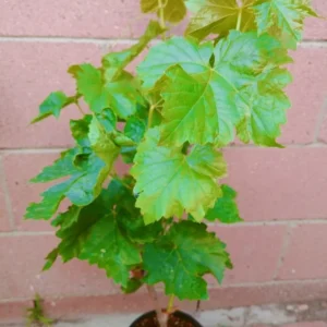 Thompson Seedless Grape Vine - Live Plant Cutting - Green Foliage - Fast Growing - Edible Fruits