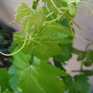 Thompson Seedless Grape Vine - Live Plant Cutting - Green Foliage - Fast Growing - Edible Fruits