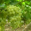 Thompson Seedless Grape Vine - Seedless Green Table Grape - Vigorous Deciduous Vine