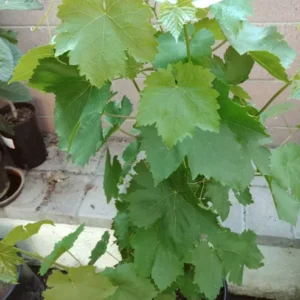 Thompson Seedless Grape Vine - Seedless Green Table Grape - Vigorous Deciduous Vine