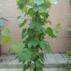Thompson Seedless Grape Vine - Seedless Green Table Grape - Vigorous Deciduous Vine