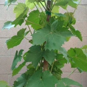 Thompson Seedless Grape Vine - Seedless Green Table Grape - Vigorous Deciduous Vine