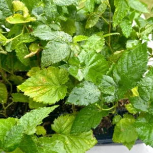 Thornless Blackberry Plant - 3 Live Blackberry Starter Plants 4 to 6 inch Perennial Bare Root