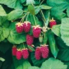 Thornless Loganberry Potted Plant - Red Berry Tree 6-12 Inch - Garden Ready