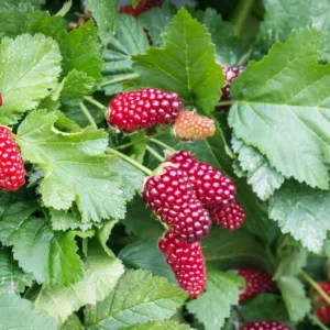 Thornless Loganberry Potted Plant - Red Berry Tree 6-12 Inch - Garden Ready