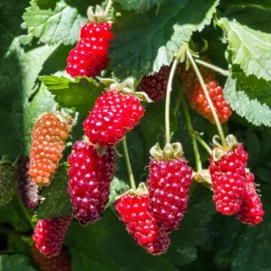 Thornless Loganberry Potted Plant - Red Berry Tree 6-12 Inch - Garden Ready