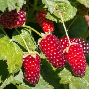 Thornless Loganberry Potted Plant - Red Berry Tree 6-12 Inch - Garden Ready