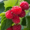 Thornless Raspberry Plant - Joan J Ever Bearing Red - 6-12" Potted Raspberry