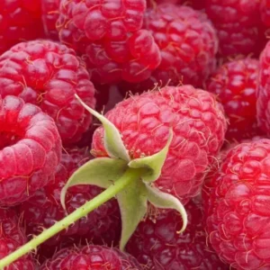 Thornless Raspberry Plant - Joan J Ever Bearing Red - 6-12" Potted Raspberry