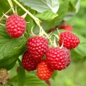 Thornless Raspberry Plant - Joan J Ever Bearing Red - 6-12