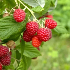 Thornless Raspberry Plant - Joan J Ever Bearing Red - 6-12