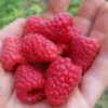 Thornless Raspberry Plant - Joan J Ever Bearing Red - 6-12" Potted Raspberry