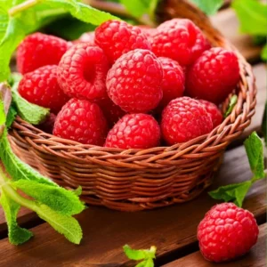 Thornless Raspberry Plant - Joan J Ever Bearing Red - 6-12" Potted Raspberry