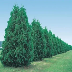 Thuja Green Giant Arborvitae Live Plant - 2.5