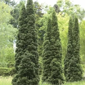 Thuja Green Giant Arborvitae Live Plant - 2.5" Pot - Fast Growing Evergreen