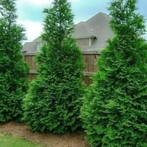 Thuja Green Giant Arborvitae Live Plant - 2.5