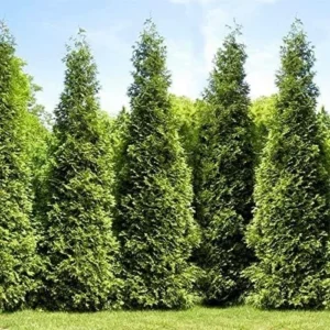 Thuja Green Giant Arborvitae Live Plant - 2.5