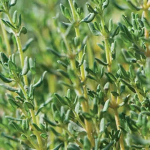 Thyme Herb Plant 5 inch Culinary Medicinal Easy Grow Perennial