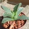 Tiger Jaw Succulent Faucaria Tigrina - 2.5" Pot - Unique Houseplant