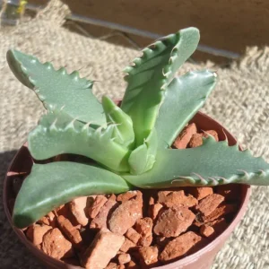 Tiger Jaw Succulent Faucaria Tigrina - 2.5