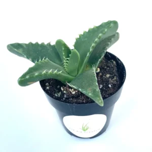 Tiger Jaw Succulent Faucaria Tigrina - 2.5
