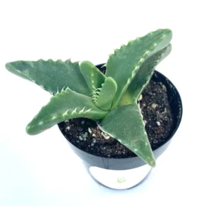 Tiger Jaw Succulent Faucaria Tigrina - 2.5