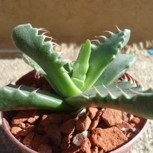 Tiger Jaw Succulent Faucaria Tigrina - 2.5